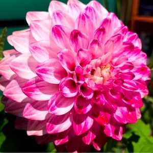 GIVE THIS LISTING A HEART🩷, FOLLOW MY SHOWS!